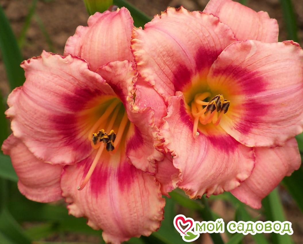 ЛИЛЕЙНИК СТРОБЕРРИ КЭНДИ