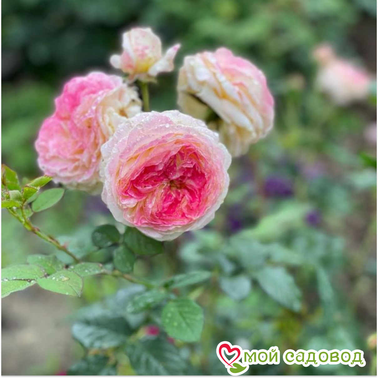 Роза Розоман Жанон кустарниковая