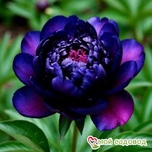 Пион Лунар Роуз