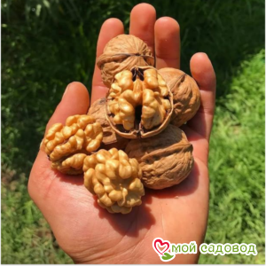 Орех Грецкий Буковинская Бомба